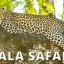 yala-safari-gallery