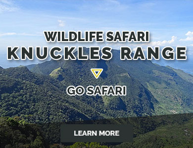 wildlife-safari